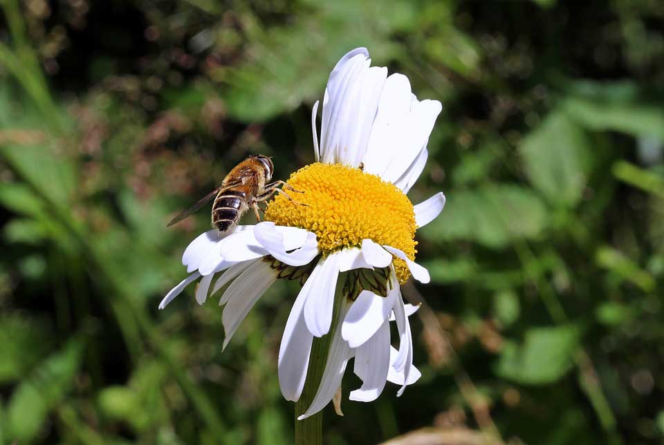 aturgarten-bienenweide