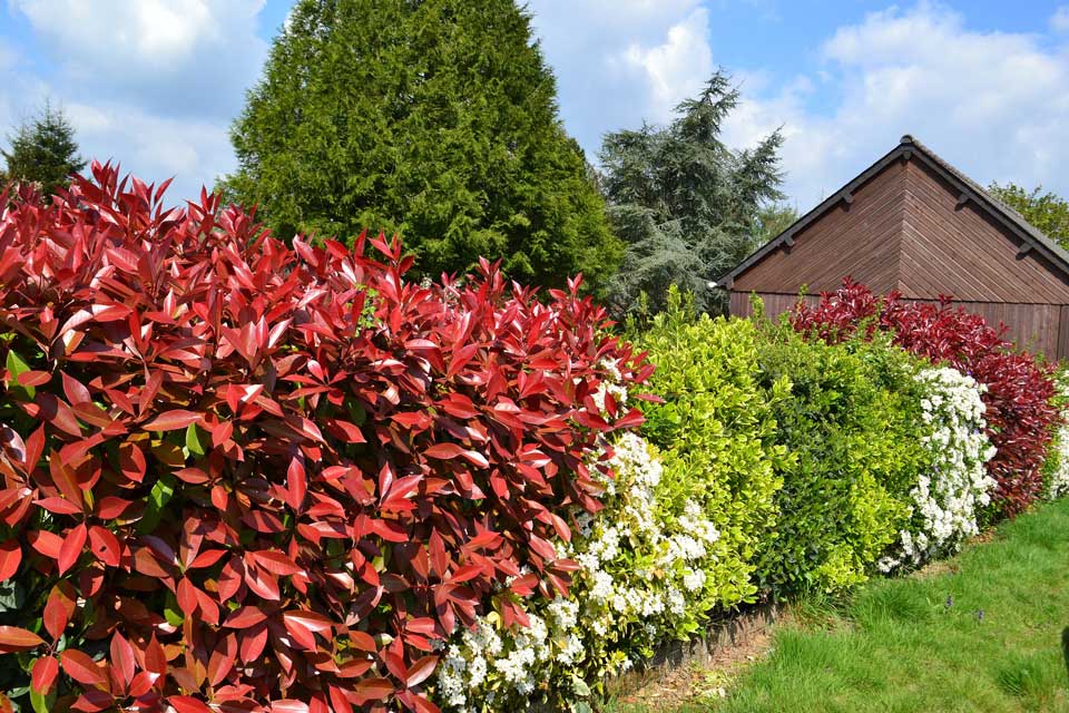 naturgarten-hecke